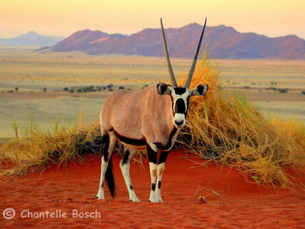 Gondwana Namib Desert Lodge Solitaire Exterior photo